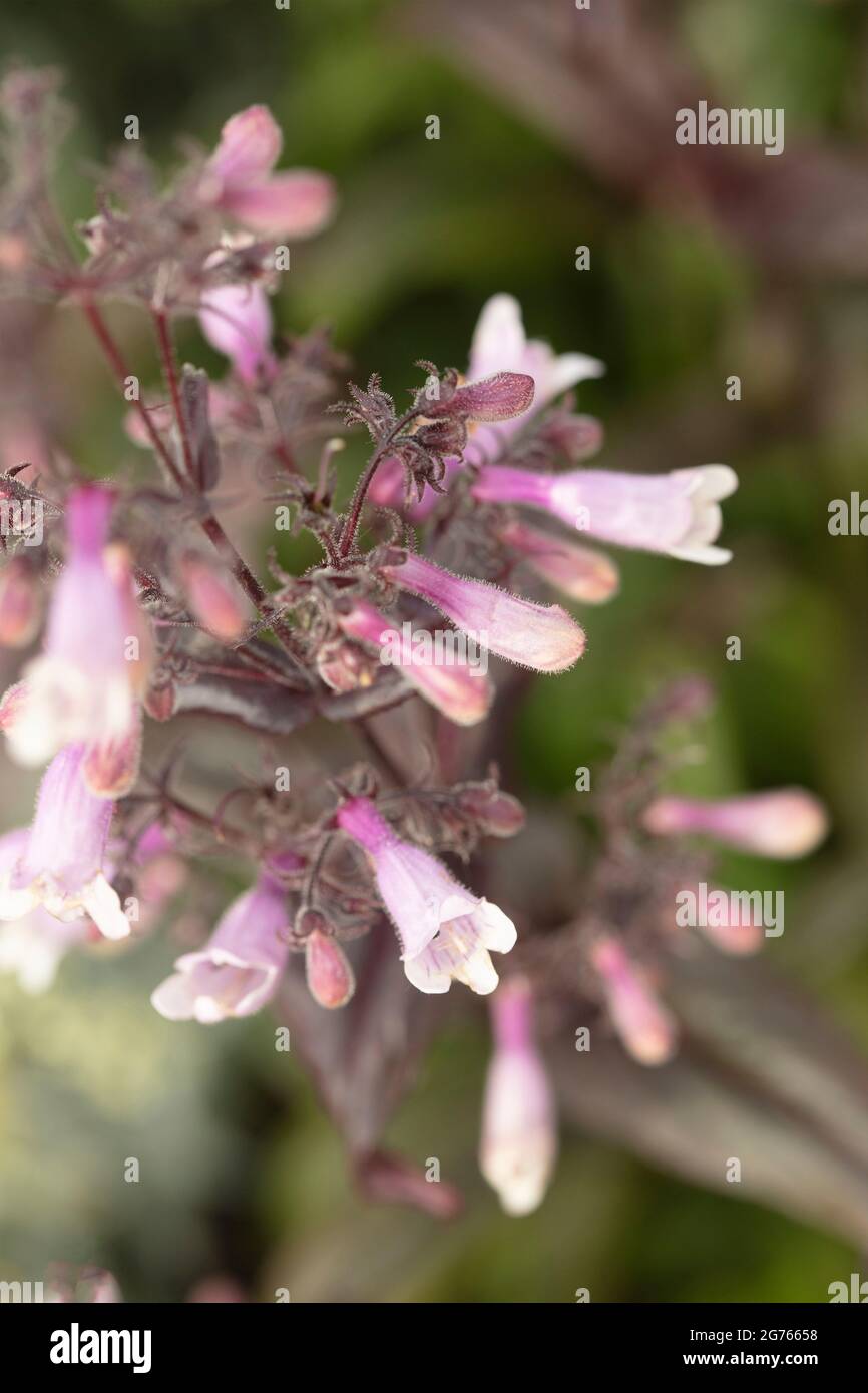 Bartzunge Stockfotos Und Bilder Kaufen Alamy