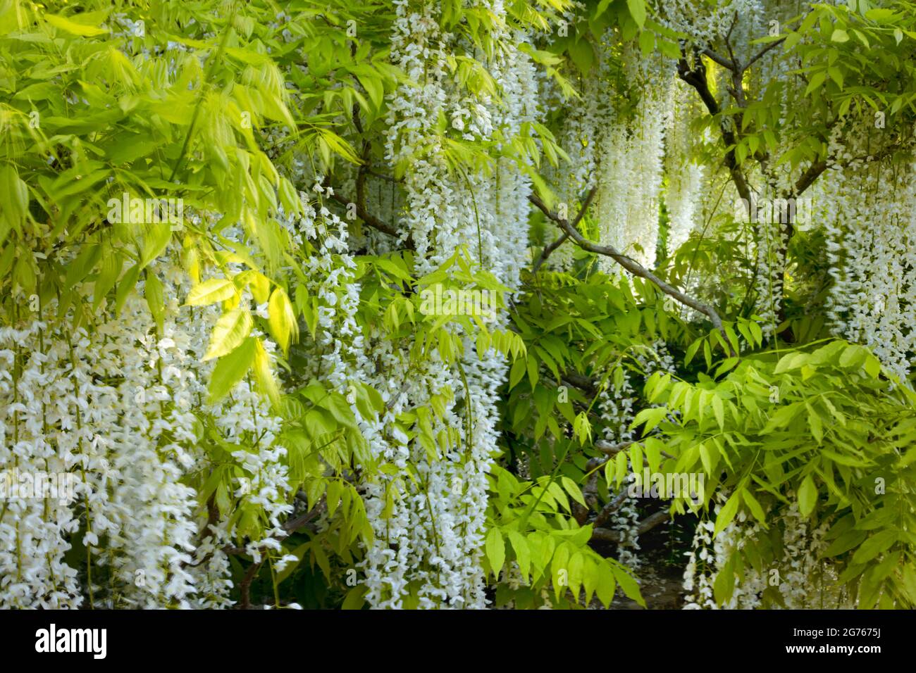 Herrliche Wisteria floribunda f. alba 'Shiro-noda', weiße japanische  Glyzinie, Wisteria floribunda 'Shiro-naga', Wisteria floribunda 'longissima  Alba' Stockfotografie - Alamy