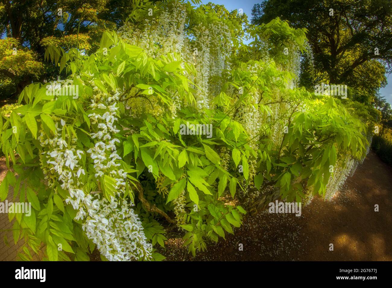 Herrliche Wisteria floribunda f. alba ‘Shiro-noda’, weiße japanische Glyzinie, Wisteria floribunda ‘Shiro-naga’, Wisteria floribunda 'longissima Alba’ Stockfoto