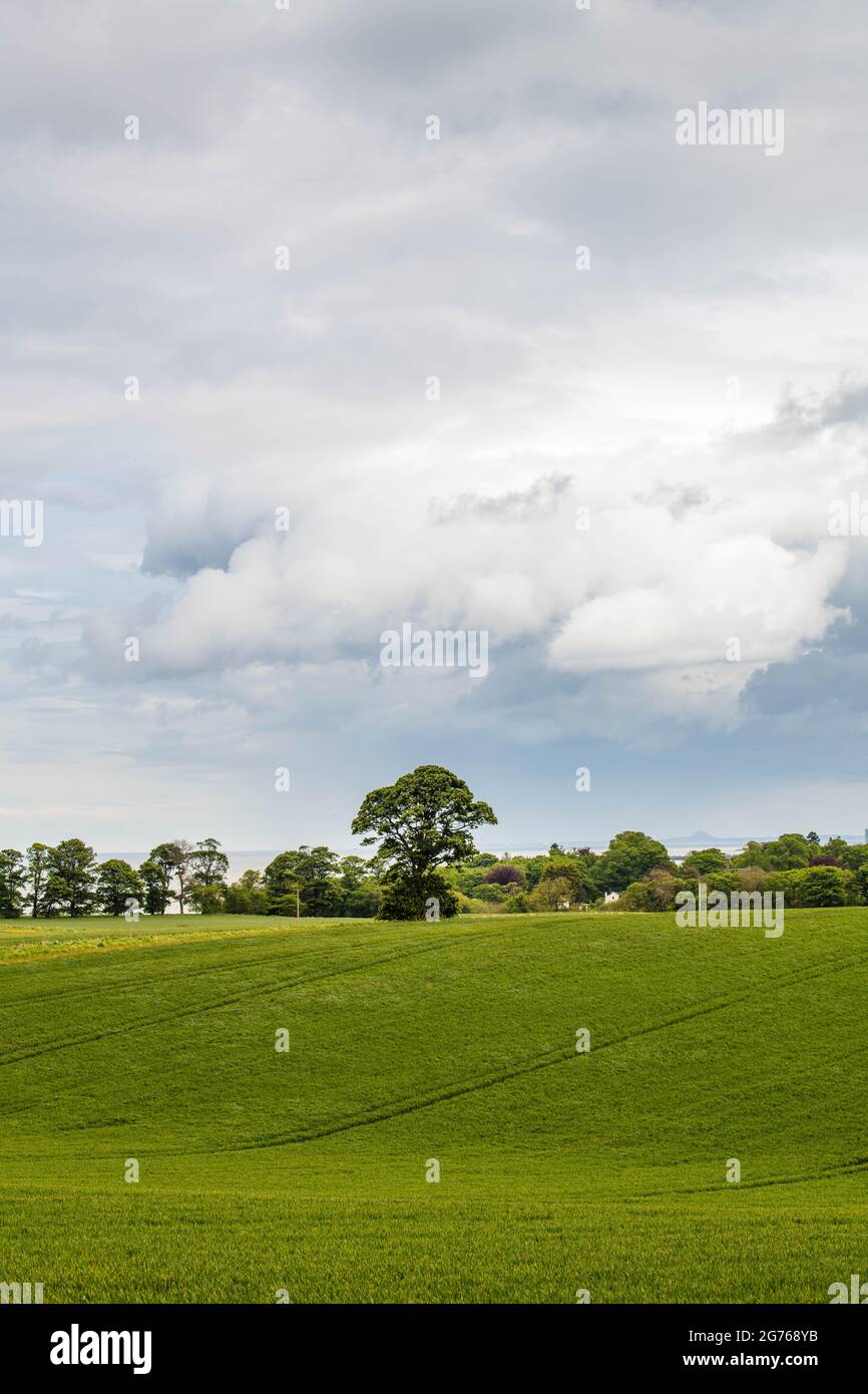 Ruhige Landschaft mit den Feldern von grünem Gras und einer Herde von Schafen Stockfoto