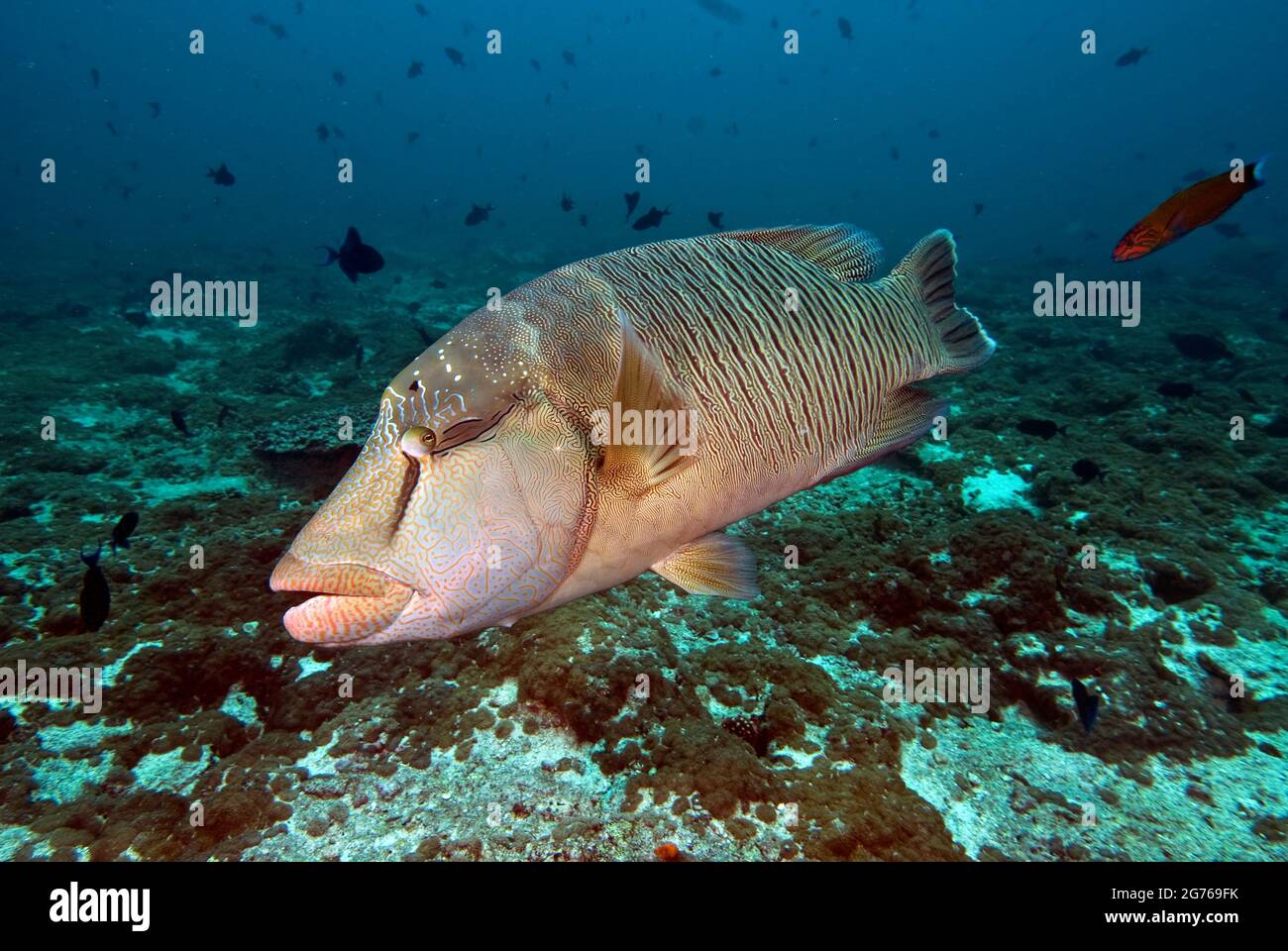 Fish Head Tauchplatz, Buckelkopfwrasse, Malediven Stockfoto