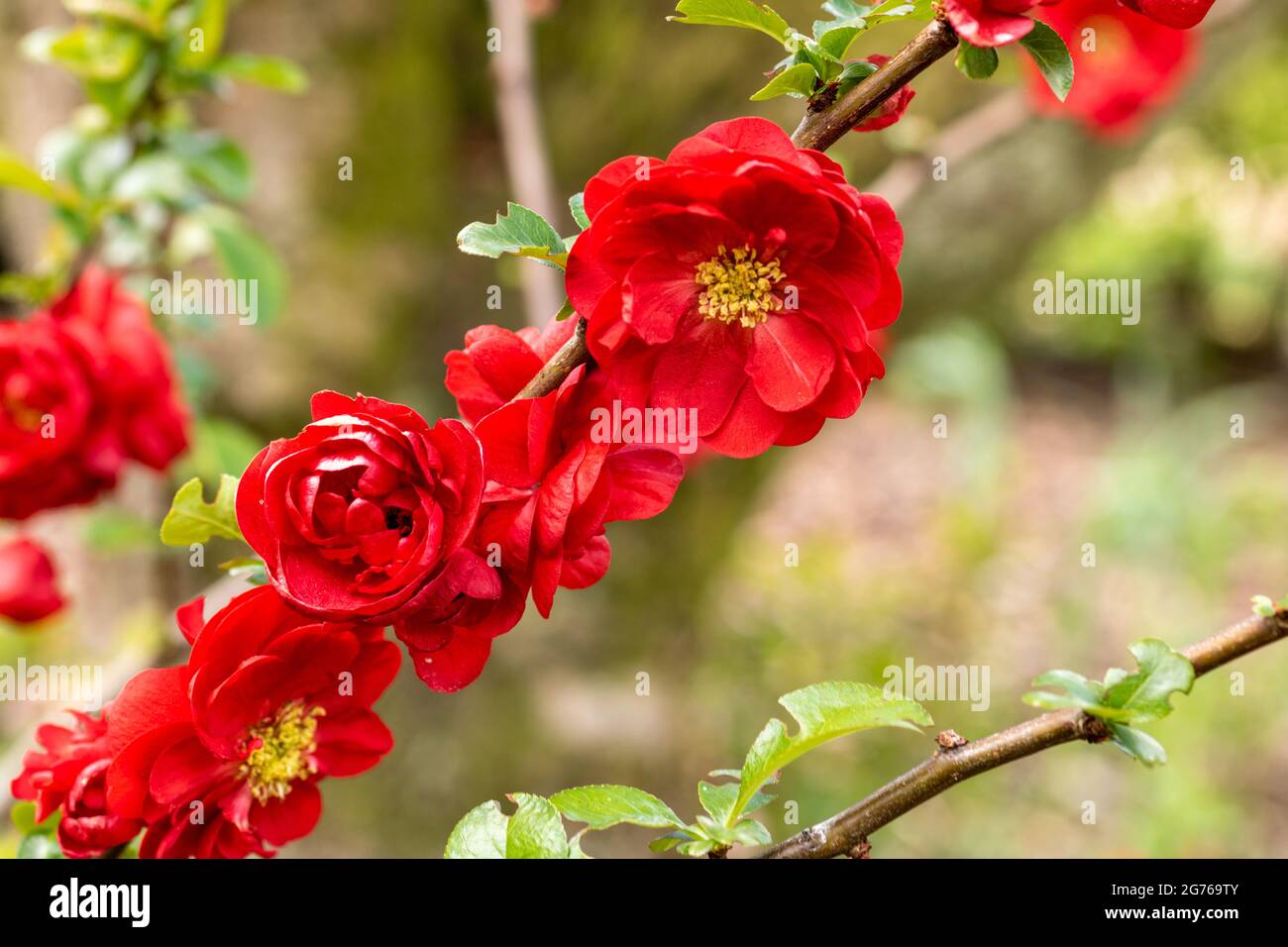 Chaenomeles 'Scarlet Storm', die blühende Quince. Frühlingsblühender Strauch mit scharlachroten Blüten. Aufgenommen in Hampshire. Vereinigtes Königreich. Stockfoto