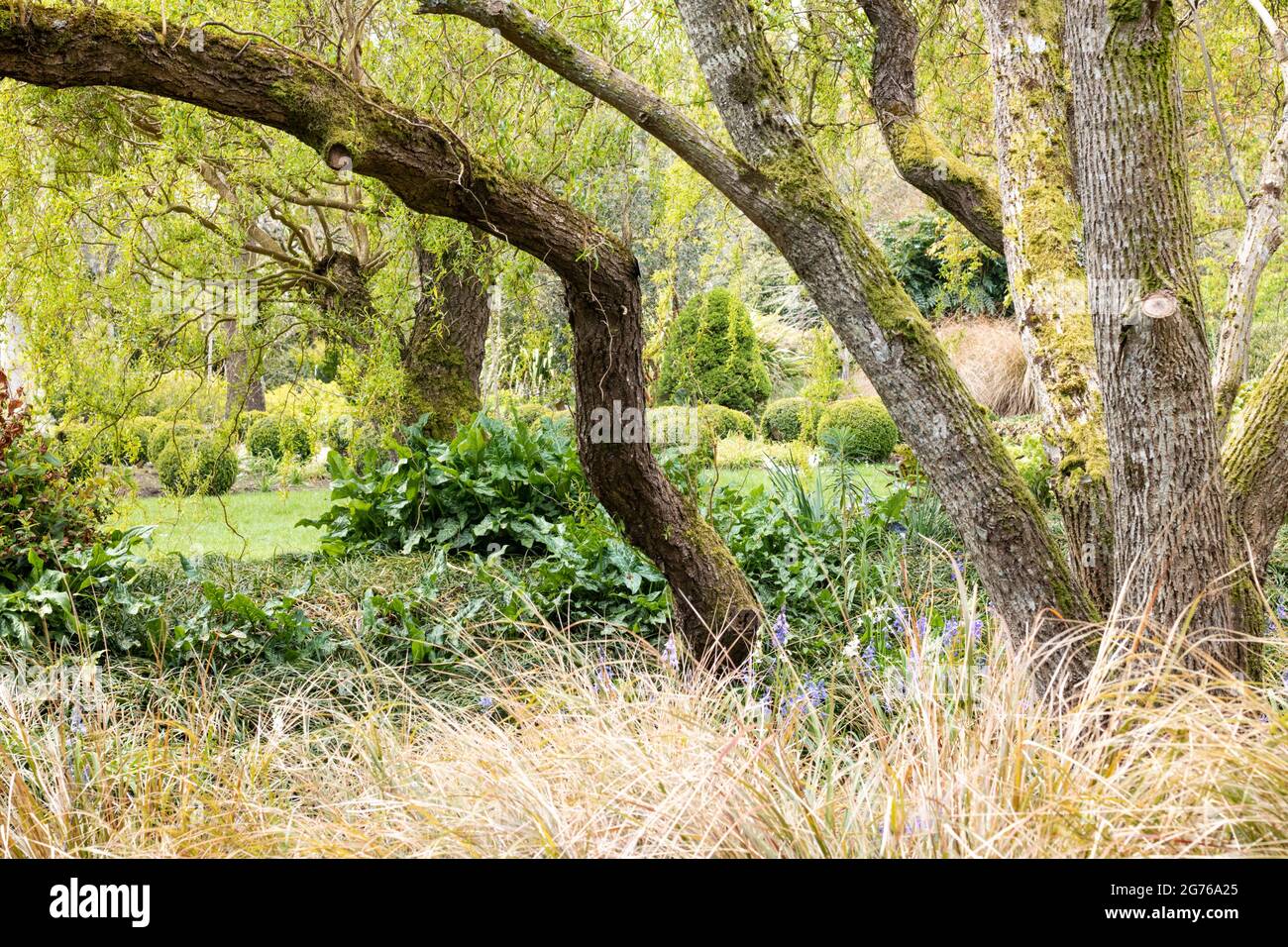 Ein Blumenbeet, das im Frühjahr in Hampshire, Großbritannien, gefangen wurde. Es zeigt die Stämme und Blätter von Willow zusammen mit weichen Gräsern im Vordergrund. Stockfoto