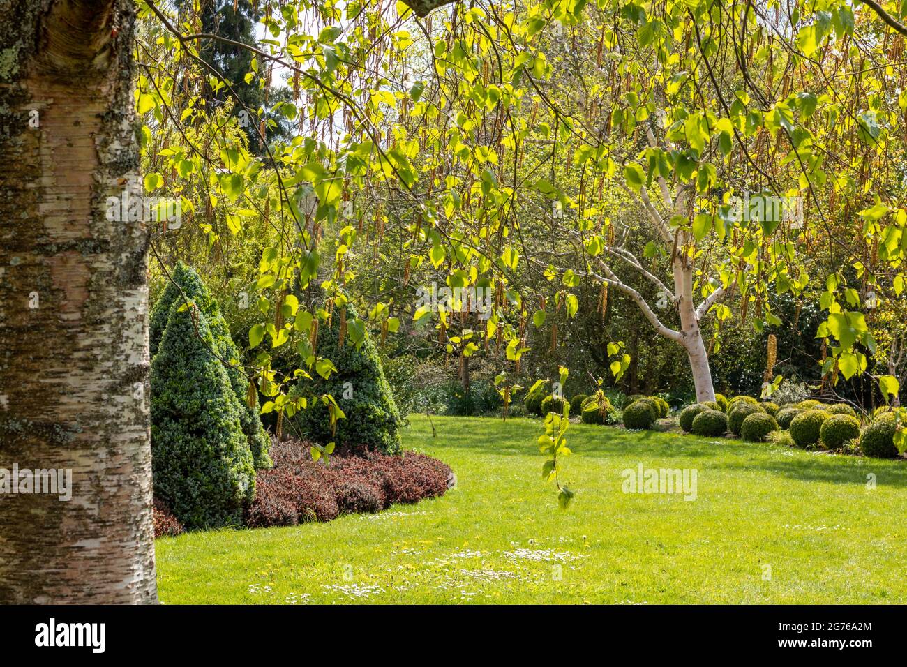 Schöner Frühlingsgarten in Hiller, Hampshire, Großbritannien. Hinterleuchtete Blätter und strukturierte Pflanzen und Blumenbeete. Stockfoto