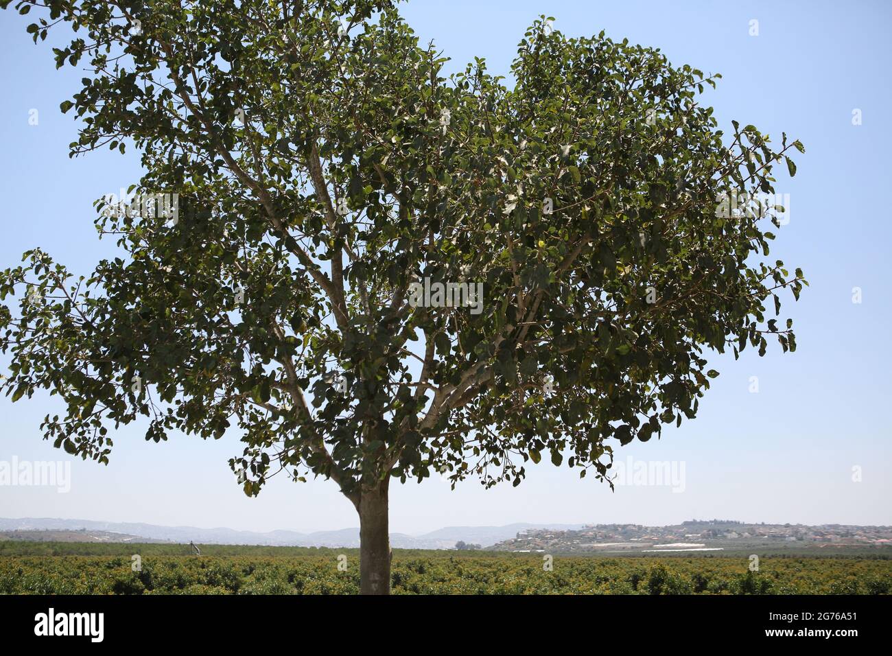 Maulbeerfeigenbaum, Ficus Sycomorus oder Feige - Maulbeere der Moraceae-Familie, auf einem solchen Baum saß biblische Zachäus, dahinter, Shephelah und Samaria Hills. Stockfoto