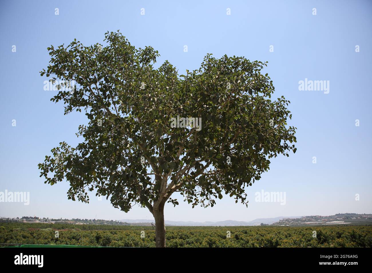 Maulbeerfeigenbaum, Ficus Sycomorus oder Feige - Maulbeere der Moraceae-Familie, auf einem solchen Baum saß biblische Zachäus, dahinter, Shephelah und Samaria Hills. Stockfoto