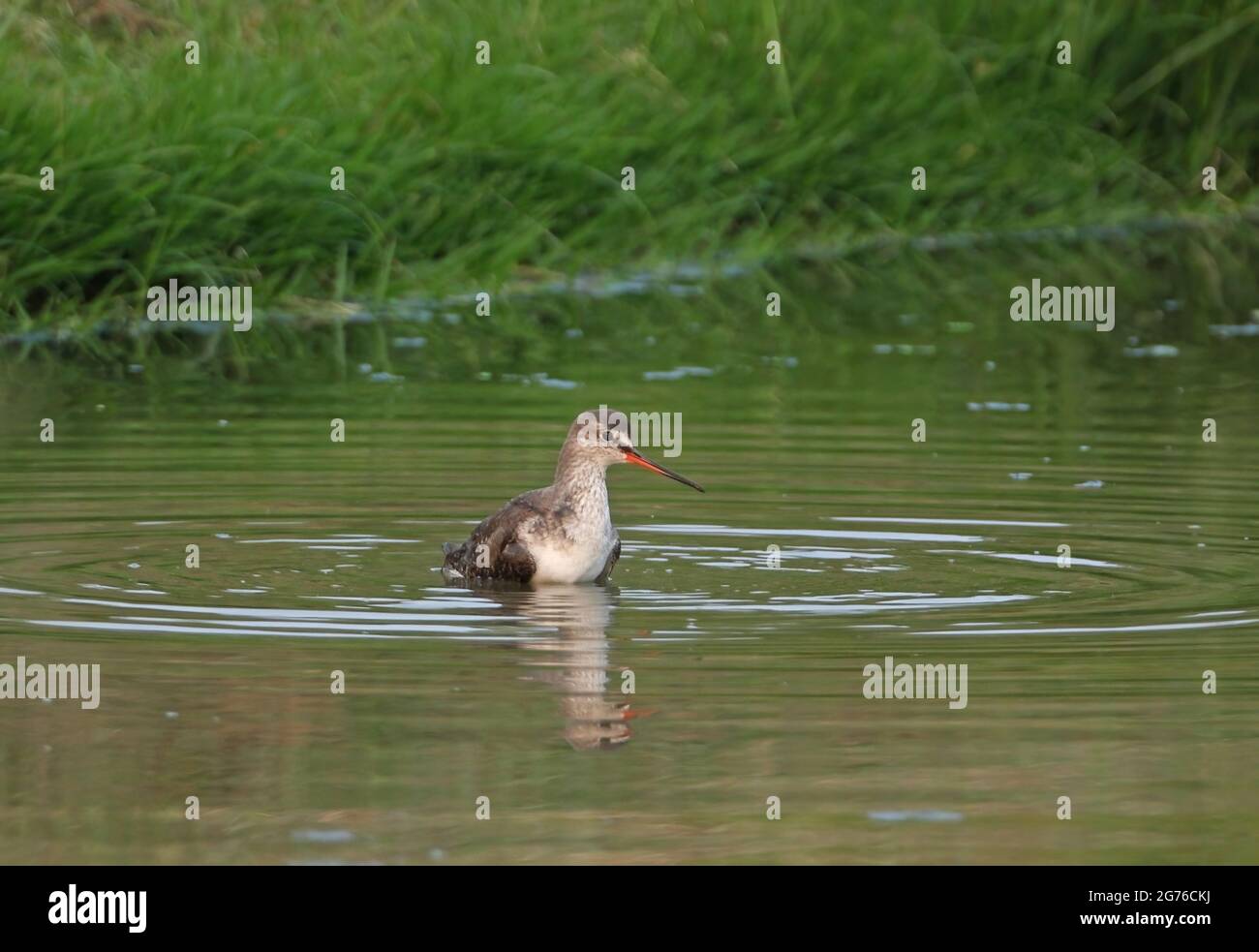 Gefleckte Rotschenkel (Tringa erythropus), Erwachsene, die im Süßwasser-Graben in Thailand baden Februar Stockfoto