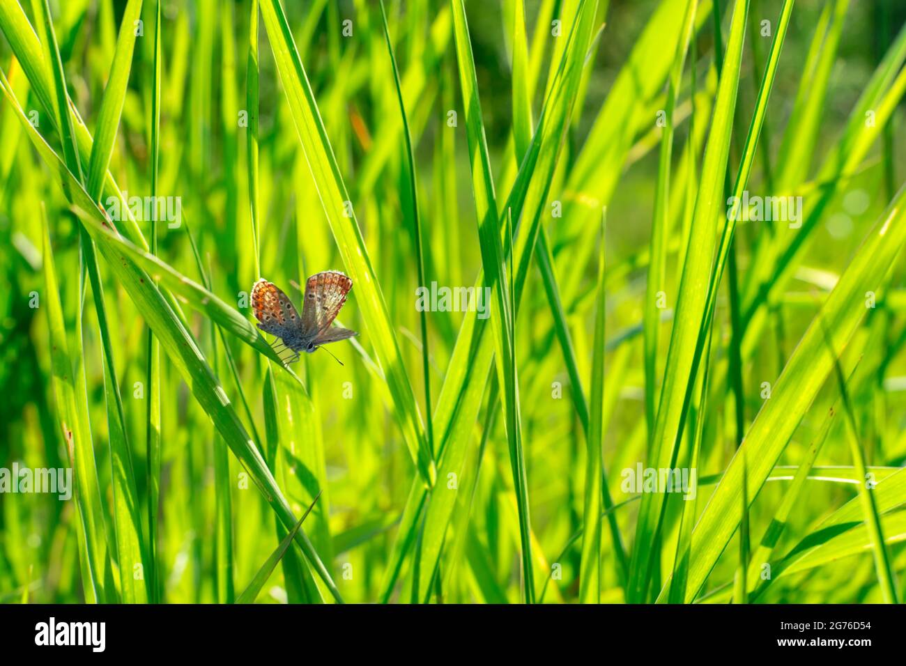 Schmetterling Plebejus argus ruht und sitzt auf dem Gras auf einem verschwommenen grünen Hintergrund in den Strahlen der untergehenden Sonne bei Sonnenuntergang. Ein gewöhnlicher kleiner Schmetterling Stockfoto