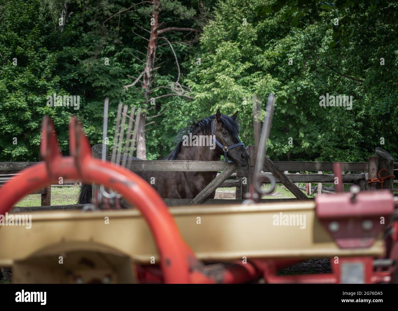 Hengst des polnischen Konik-Pferdes, im Profil gesehen, steht in einem Fahrerlager in der Pferdezucht in Florianka, Zwierzyniec, Roztocze, Polen. Landwirtschaft mac Stockfoto