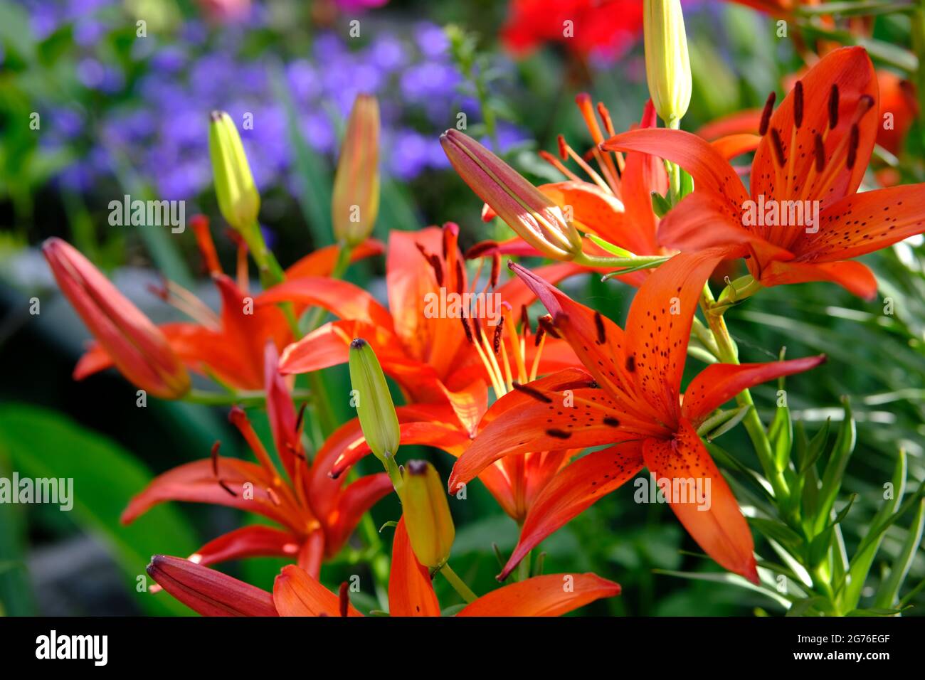 Fantastische Orangenlilie (Lilium bulbiferum) während des Hochsommers in einem Garten in Ottawa, Ontario, Kanada. Stockfoto