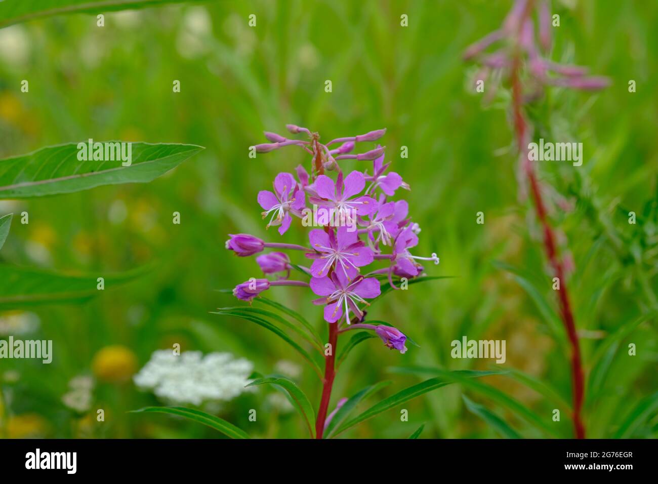 Schöne rosa violette Blüten eines Rosebay Weidenkräutern (Epilobium angustifolium) auf einem Feld. Stockfoto