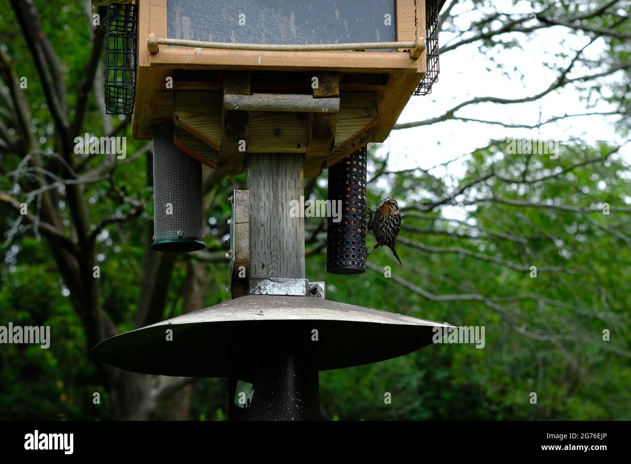 Rotflügelige Amsel (Agelaius phoeniceus) auf einem ausgeklügelten Vogelfutterhäuschen im Fletcher Wildlife Garden in Ottawa, Ontario, Kanada. Stockfoto