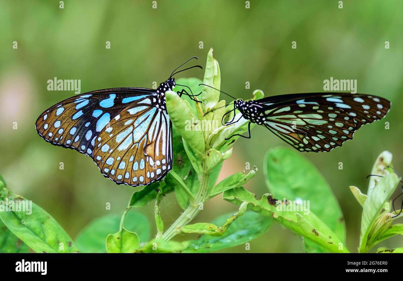 Blauer Tiger, Tirumala Limniace, Schmetterling, der sich von Blumen ernährt Stockfoto