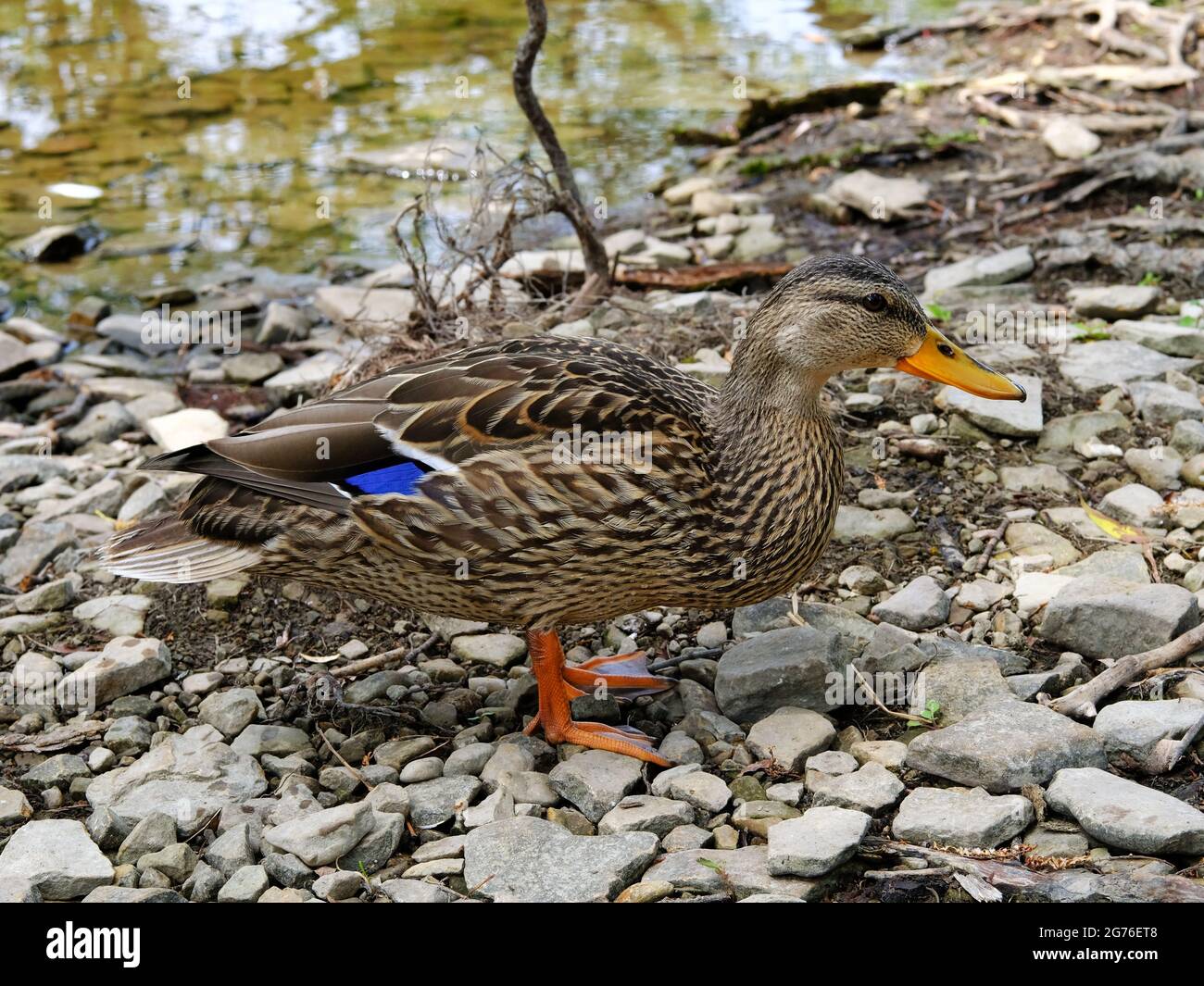 Weibliche Stockente (Anas platyrhynchos) mit einem ausgeprägten blauen Spekulum am Ufer des Ottawa River, Ottawa, Ontario, Kanada. Stockfoto