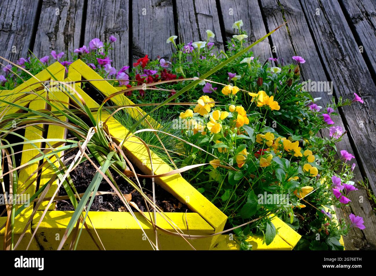 Dreieckige gelbe Blumenkachtel auf einem Holzdeck mit einer eklektischen Sammlung von Pflanzen. Stockfoto