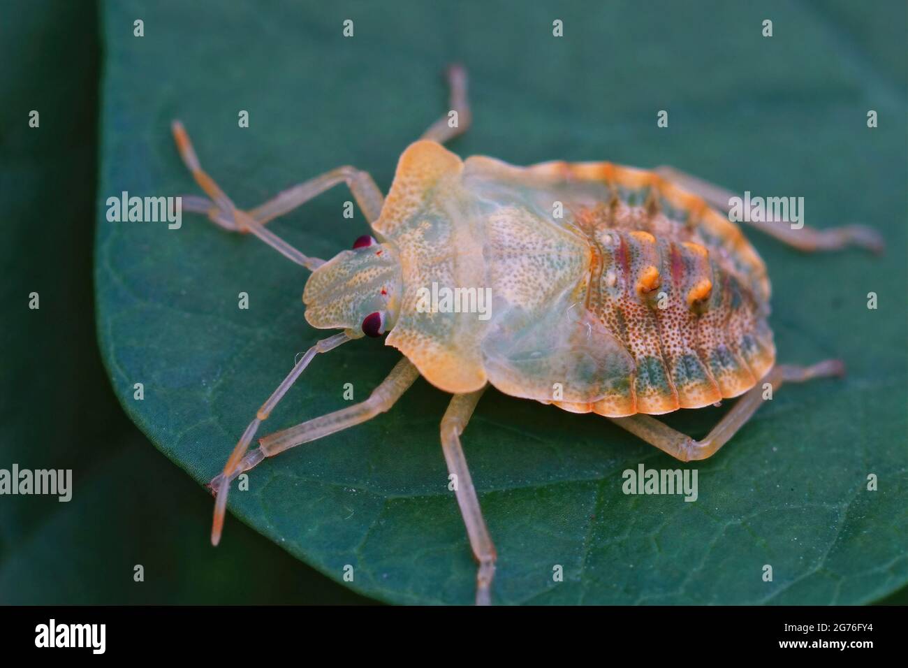 Die unpigmentierte Nymphe eines rotbeinigen Schildbugs, der gerade die Haut auf einem grünen Blatt veränderte Stockfoto