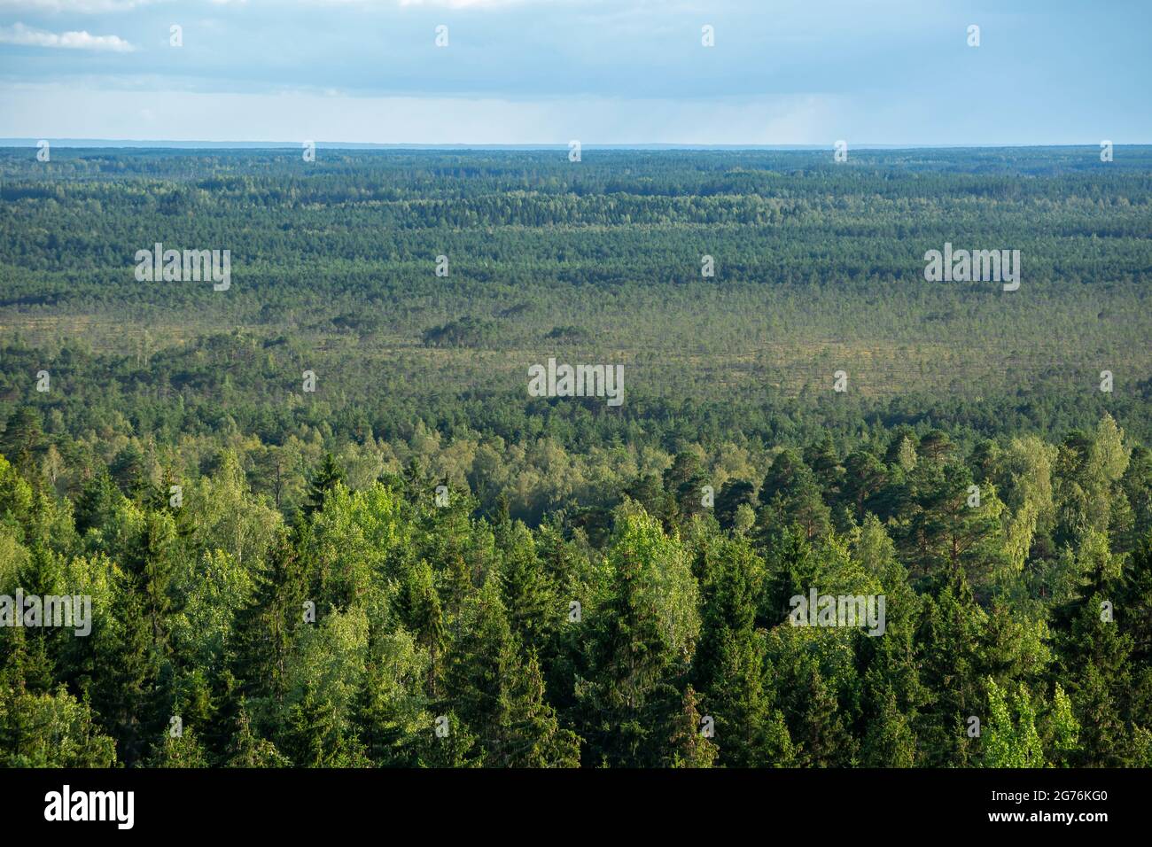 Landschaft aus Nadelwäldern. Estnische Waldlandschaft vom Aussichtsturm auf Iisaku, Alutaguse Nationalpark, Estland Stockfoto