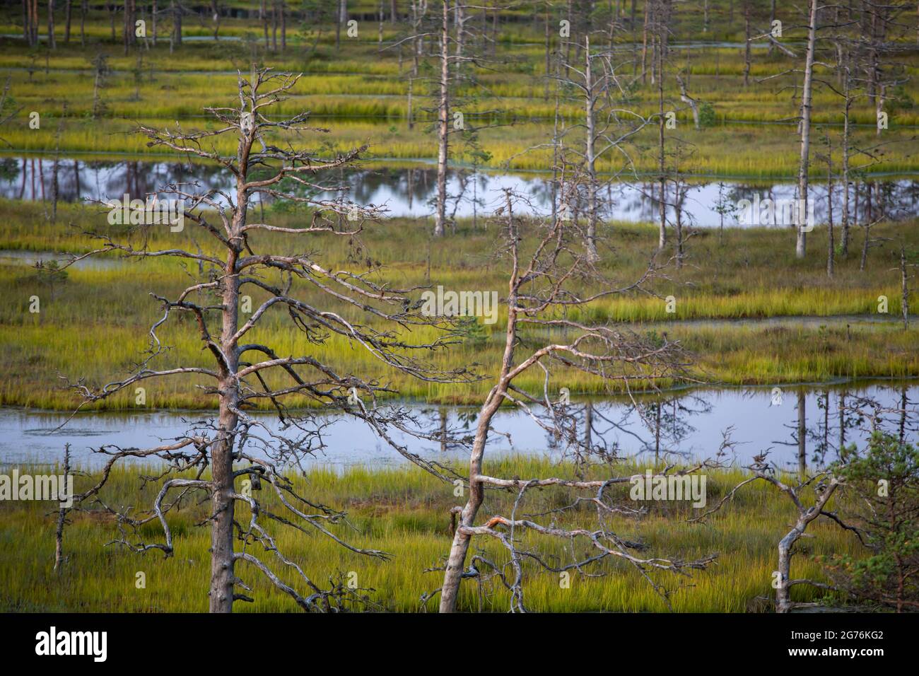 Blick auf die estnische Feuchtgebietslandschaft mit toten Bäumen und Moorteichen Stockfoto