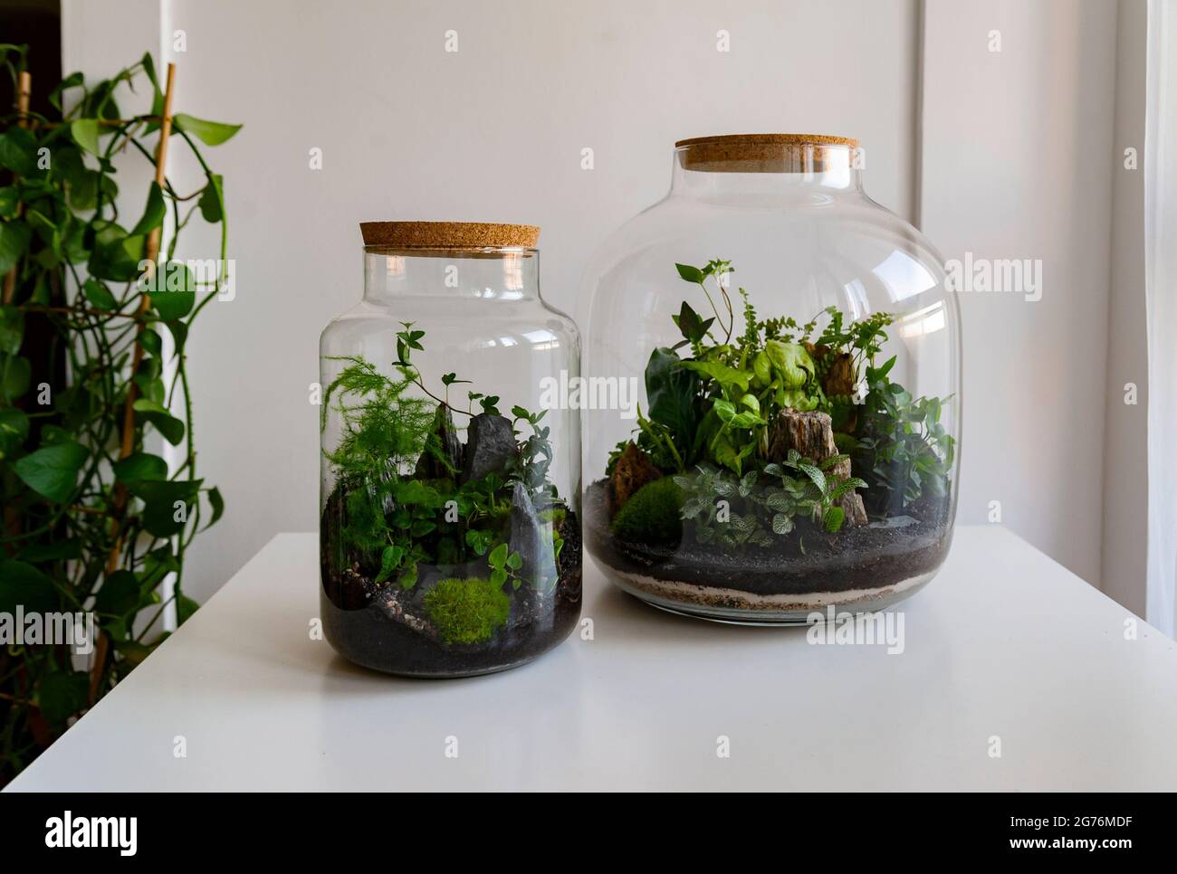 Kleine Dekorationspflanzen in einer Glasflasche, Gartenterrariumflasche, Wald in einem Glas. Terrarienbecher mit Waldstück mit Selbstökosystem. Stockfoto