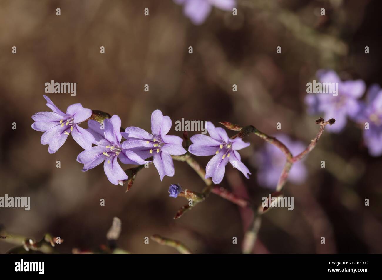Violetter Meerlavender Limonium virgatum. Blüten auf dünnen verzweigten Stielen, Spätfrühling. Wächst an der Küste im Ghadira Nature Reserve, Malta, Mittelmeer Stockfoto