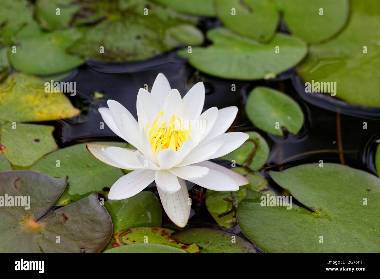 Eine weiße Seerose in Blüte. Quebec, Kanada. Stockfoto