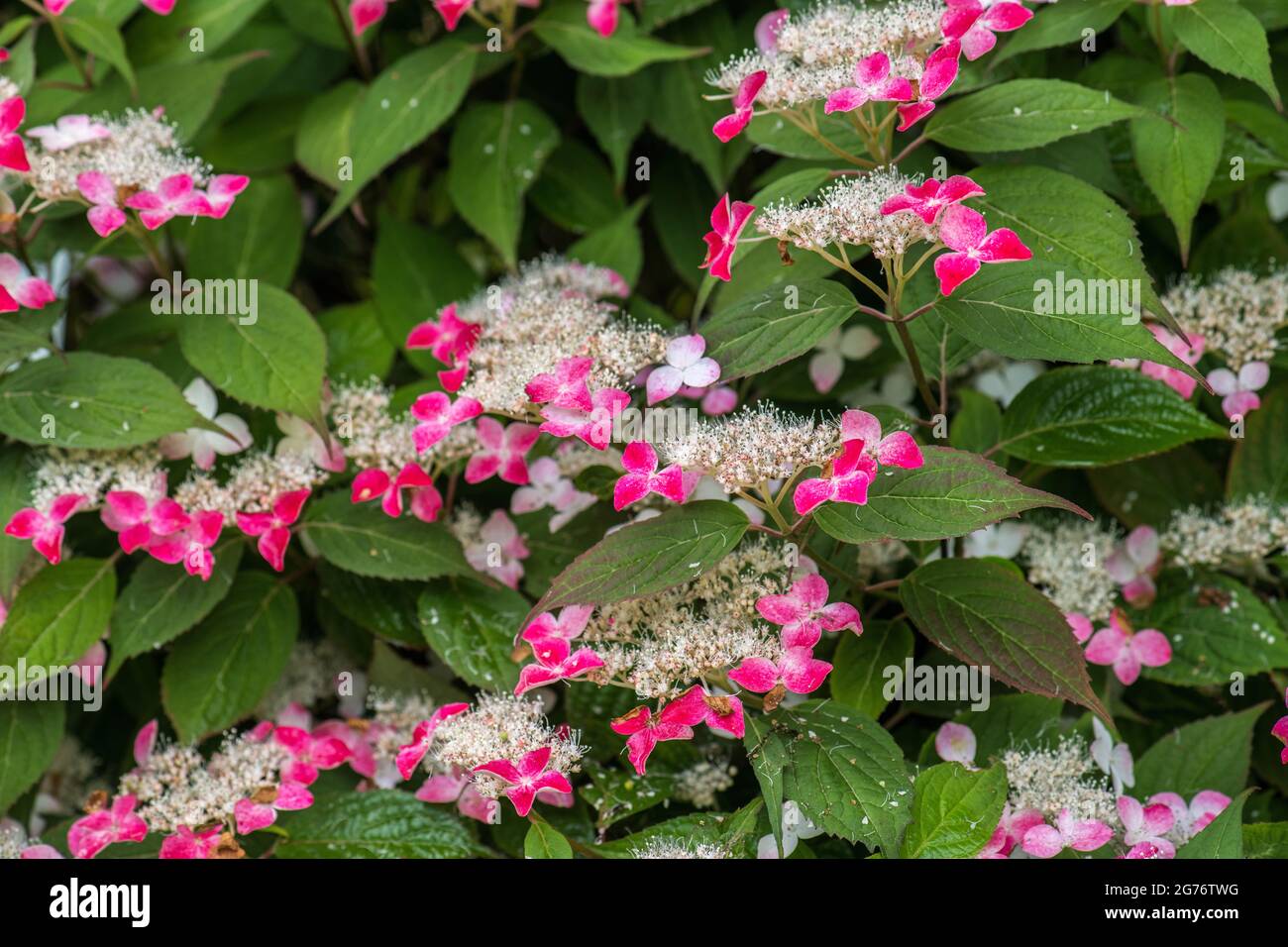 Hortensia macrophylla serrata cv kurenai HYDRANGEACEAE hortensia hortensie Stockfoto