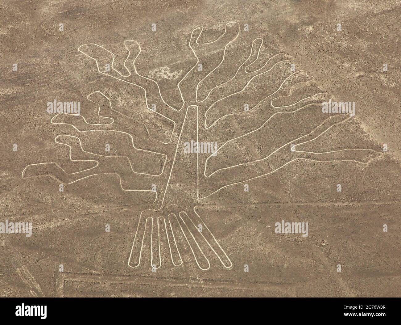 Baum-Geoglyphe, Nazca geheimnisvolle Linien und Geoglyphen Luftbild, Wahrzeichen in Peru Stockfoto