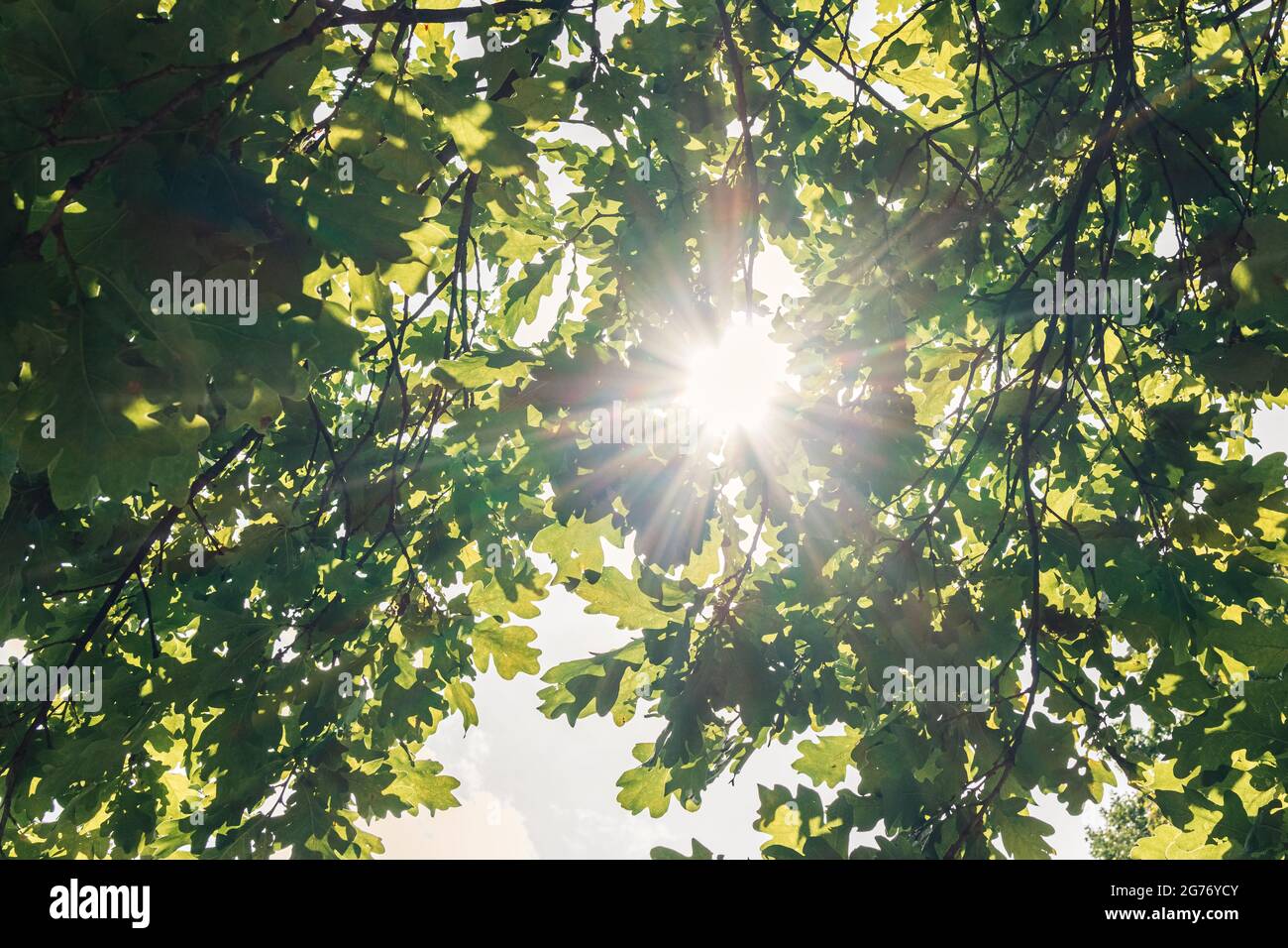 Natürlicher Hintergrund aus grünen Eichenblättern. Die Sonne scheint durch Eichenblätter Stockfoto
