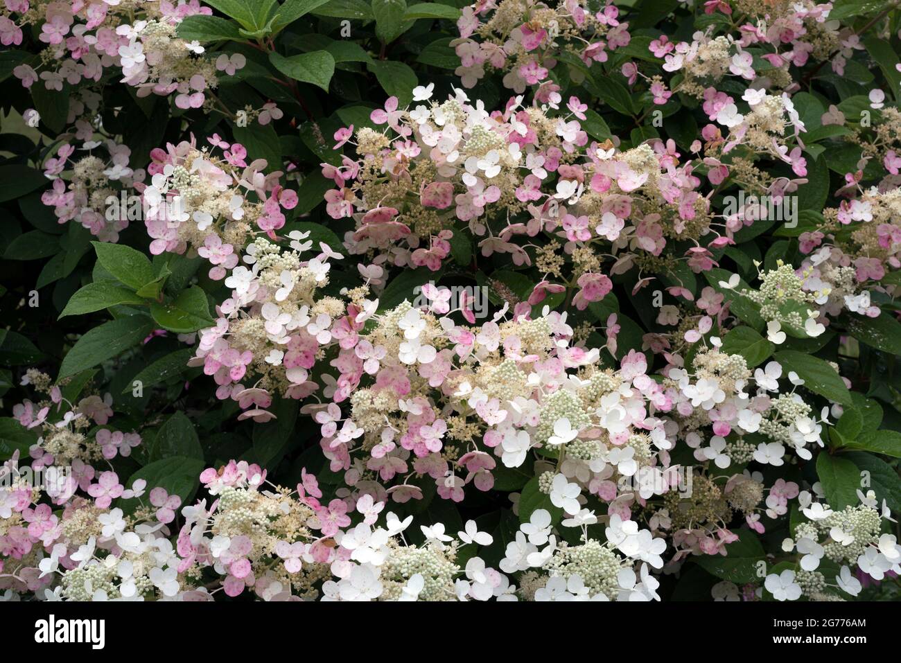 Weiße und blassrosa Blüten eines kleinen Hortensienbaums im Sommer. Stockfoto