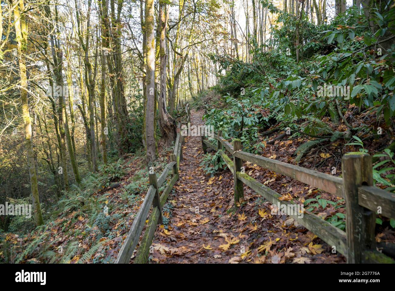 Trail in den Wäldern mit gefallenen Blättern in Tacoma, Washington Stockfoto