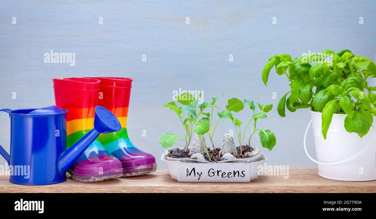 Recycelte Eierbox verwendet, um Setzlinge wachsen, mit Kindern Regenbogen wellingtons Stiefel, Kräuter im Eimer und Gießkannen auf der Werkbank, My Greens Text, sus Stockfoto