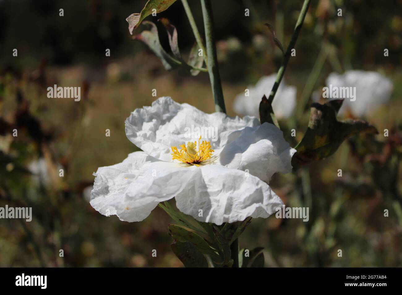 California Tree Poppy – Sonne in der Wüste Stockfoto