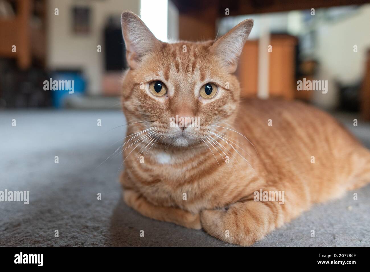 Orange strippte Tabby Katze, die zu Hause auf dem Teppich ruht, mit pelzigen Pfoten, die unter seinem Körper gefaltet sind. Stockfoto