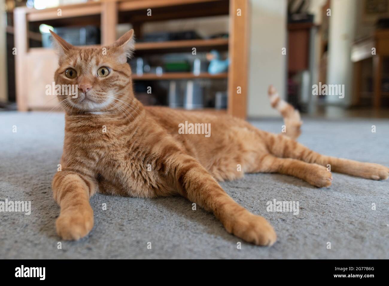 Orange strippte Tabby Katze, die zu Hause auf dem Teppich ruht, mit pelzigen Pfoten, die vor seinem Körper ausgestreckt wurden. Stockfoto