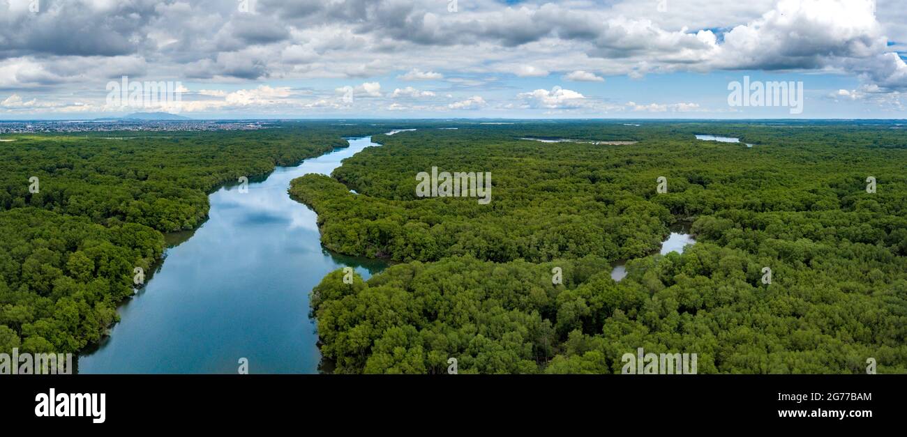 Luftdrohnen-Ansicht von Mangrovenbäumen mit hoher Dichte im Golf von Guayaquil, Ecuador, die fliegen und in Richtung einiger eingezäunter Gemeinden und Häuser blicken. Stockfoto