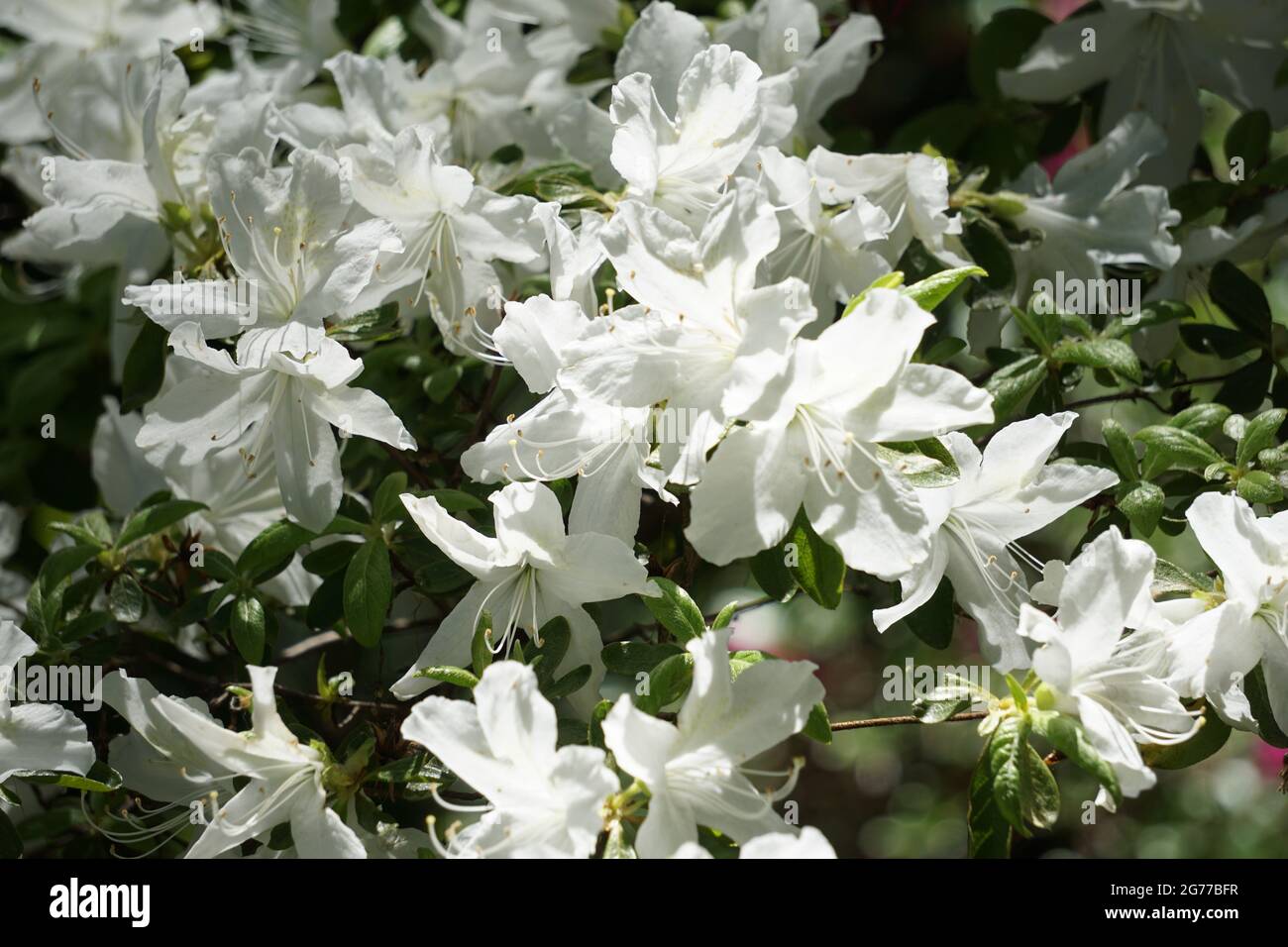 Azaleen in voller Blüte Stockfoto