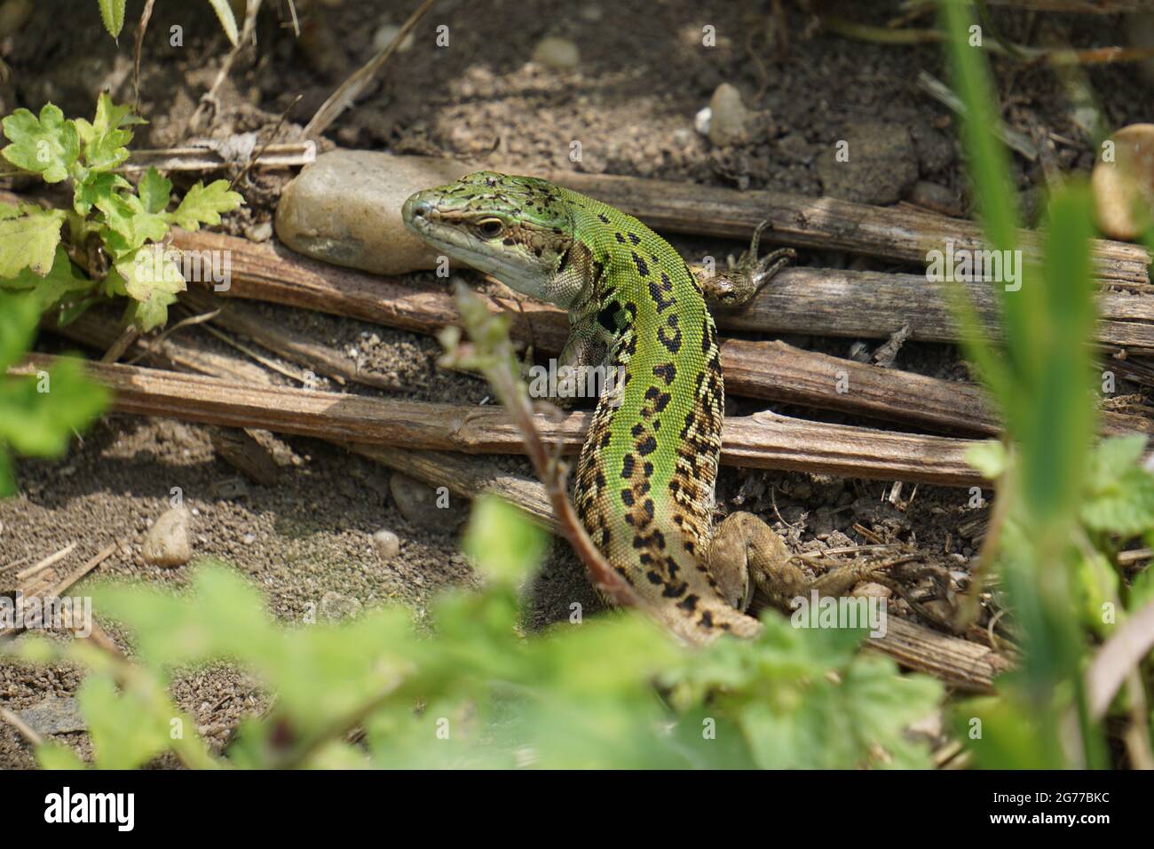 Italienische Zauneidechse (Podarcis sicula) Stockfoto