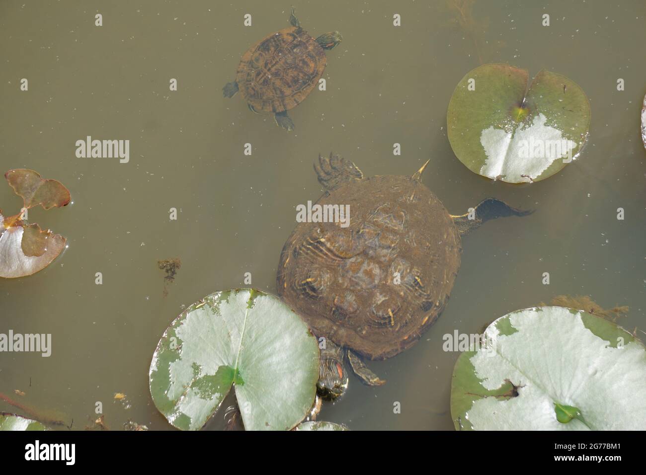 Rotohrschildkröten schwimmen im Teich Stockfoto