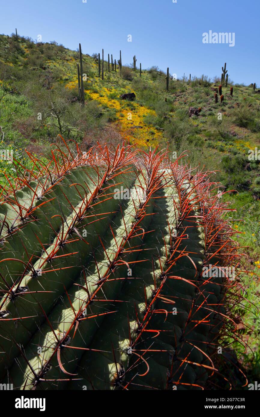 Picacho Peak State Park AZ / MÄRZ die rotstacheligen Grate eines Fasskaktus führen zu einem Hang mit mexikanischen Goldmohn, der von Saguar umgeben ist Stockfoto