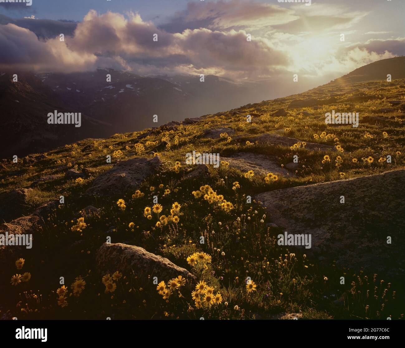 Rocky Mountain National Park CO / JULI Alpine Sonnenblumen bei Sonnenuntergang hinterleuchtet. Moraine Park. Stockfoto
