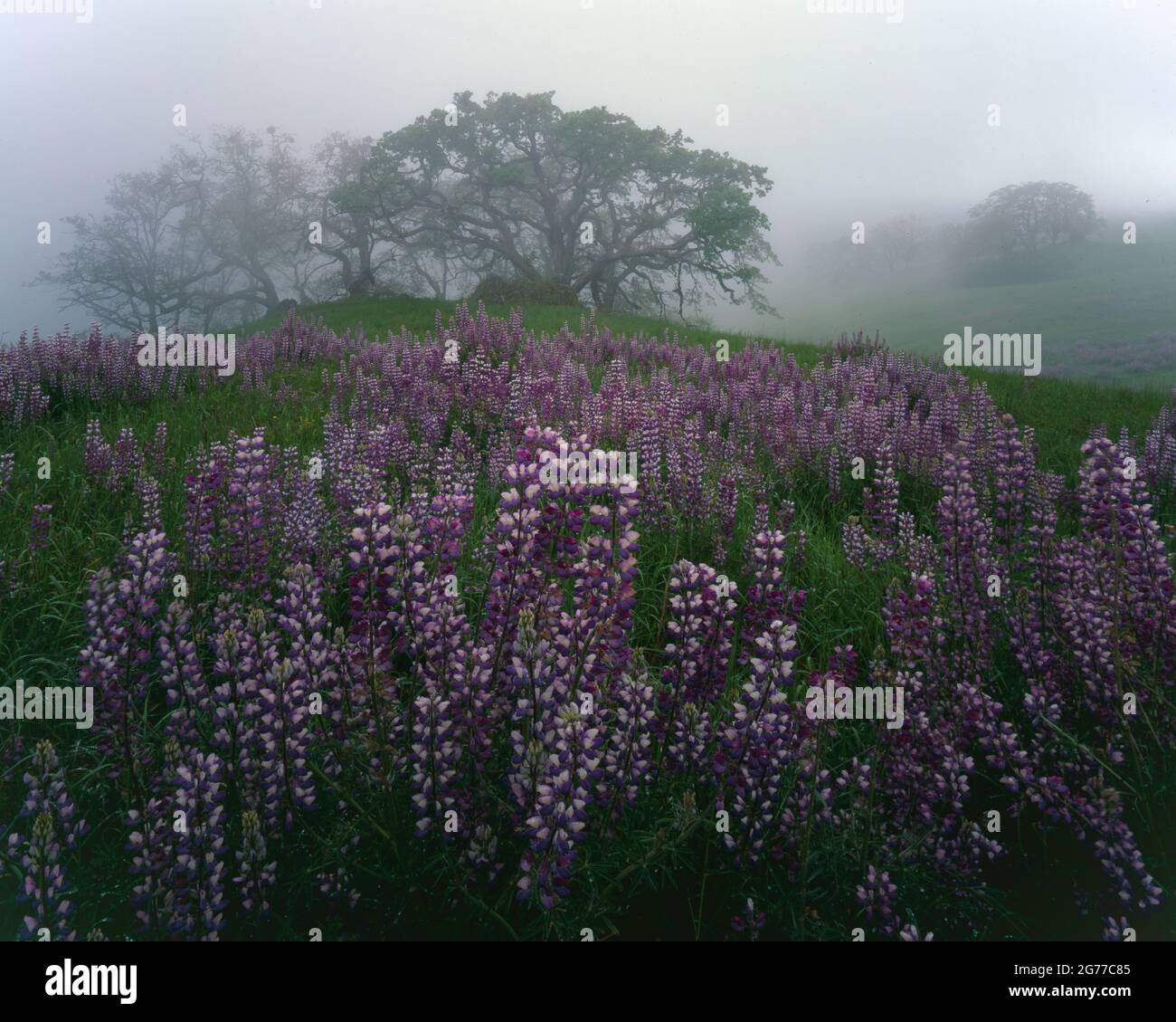 Redwood National Park CA / JUNI EINE von Nebel umhüllte Valley Oak auf einer grünen Prärie, die mit Blue-Pod Lupine ausgelegt ist. Bald Hills. Stockfoto