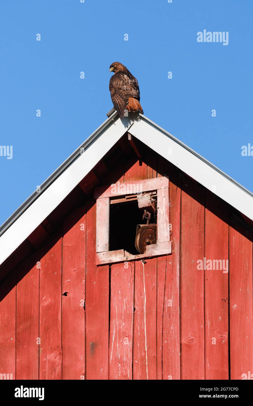 Carnation, WA, USA - 11. Juli 2021; EIN Rotschwanz-Falke, der auf dem Giebel der Quaale Barn im Snoqualmie Valley des westlichen Staates Washington ruht Stockfoto