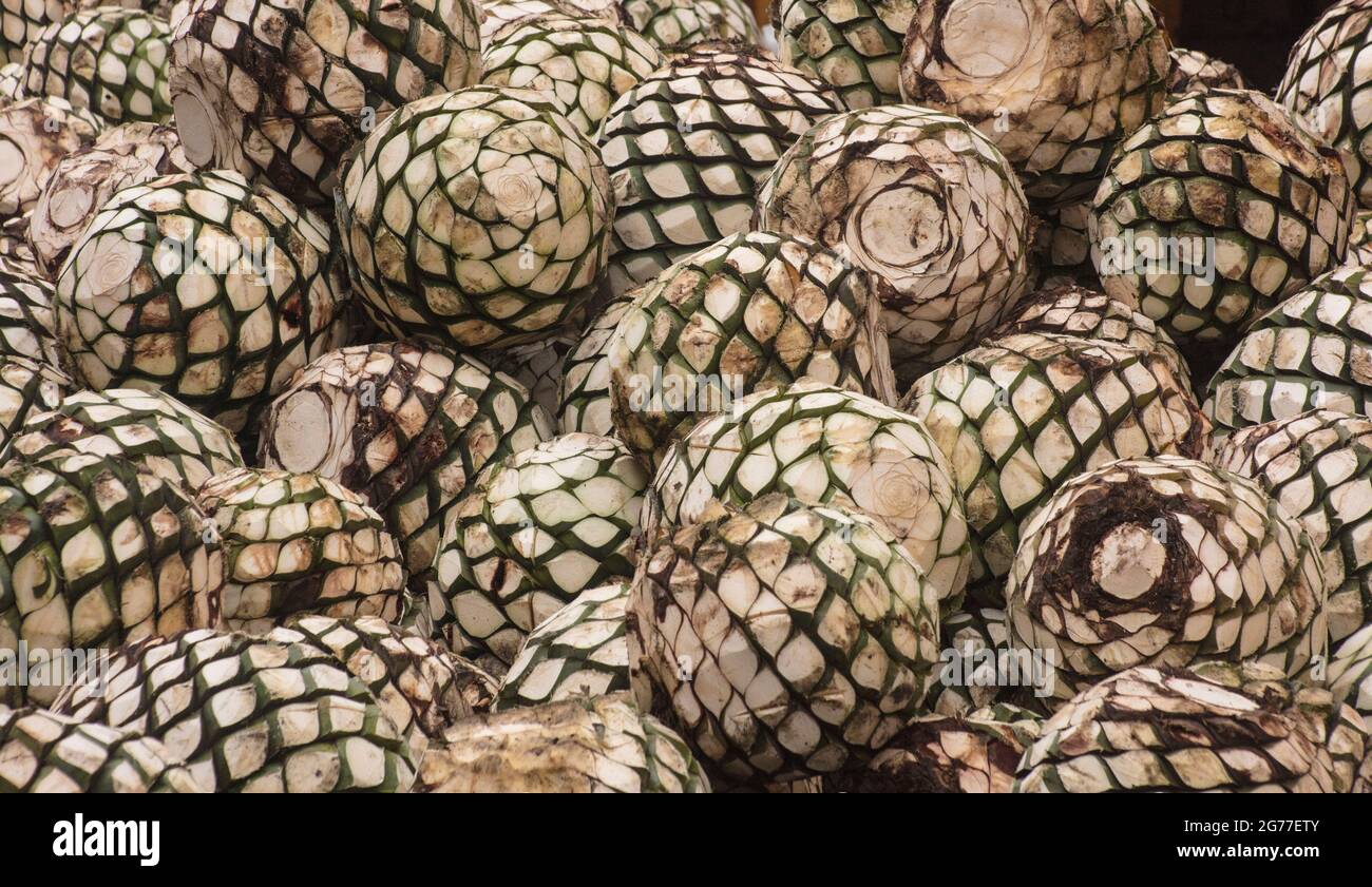 Blue agave plant -Fotos und -Bildmaterial in hoher Auflsung  Alamy