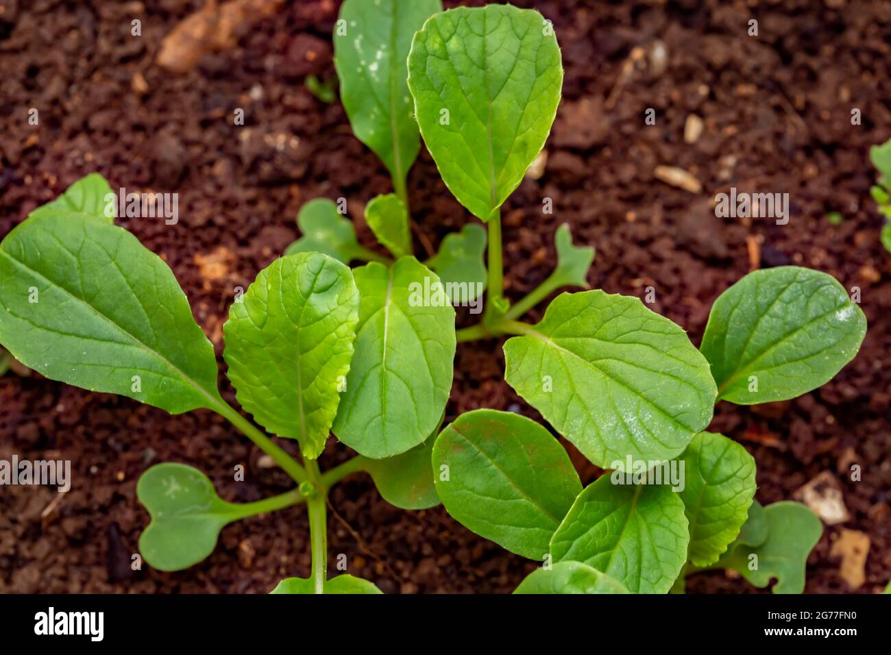Sprossen von Brassica rapa (Chinensis-Gruppe), die aus dem Boden wachsen. Stockfoto