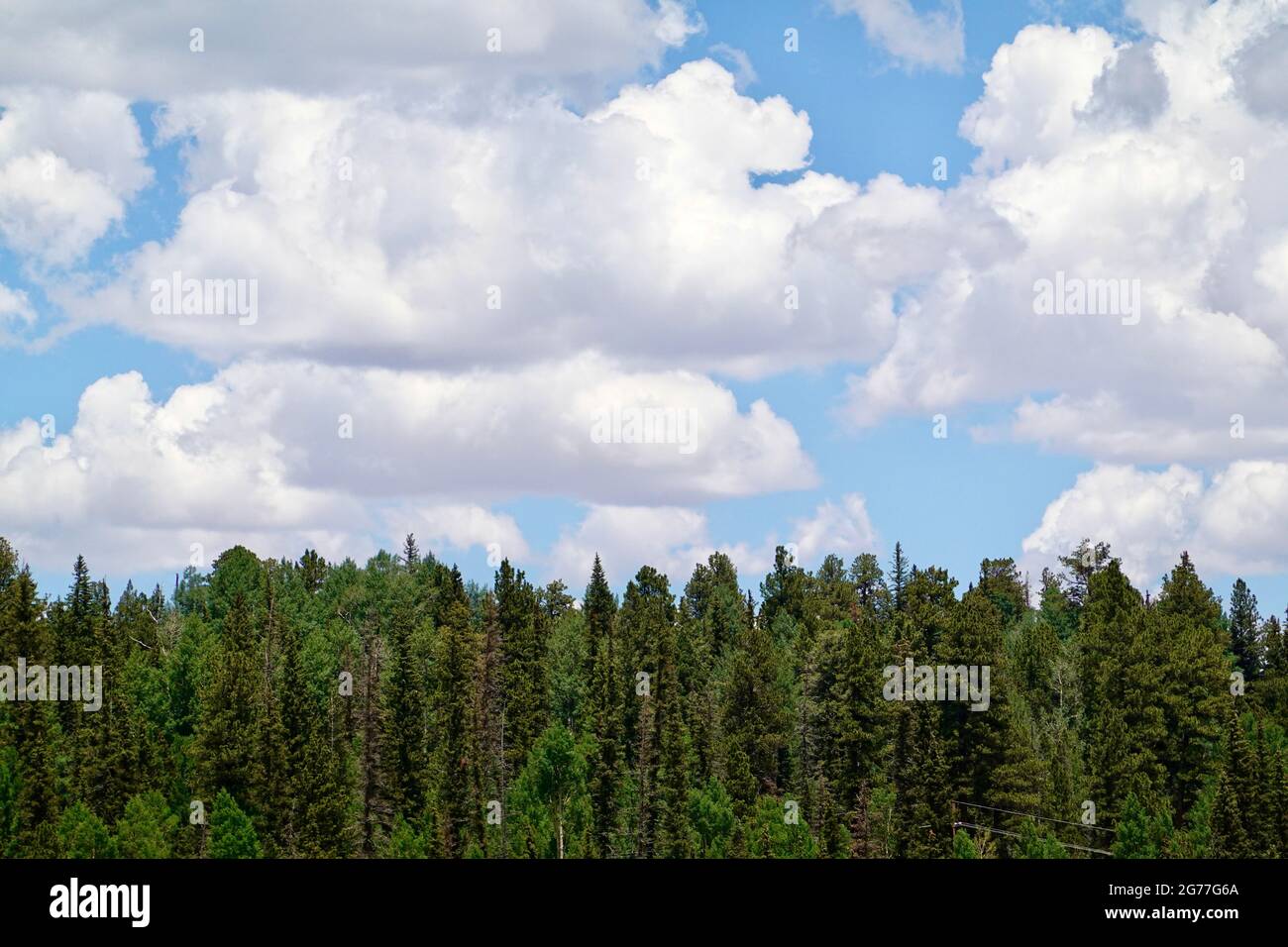 Grüne Ponderosa Kiefern unter Wolken am blauen Himmel. Stockfoto