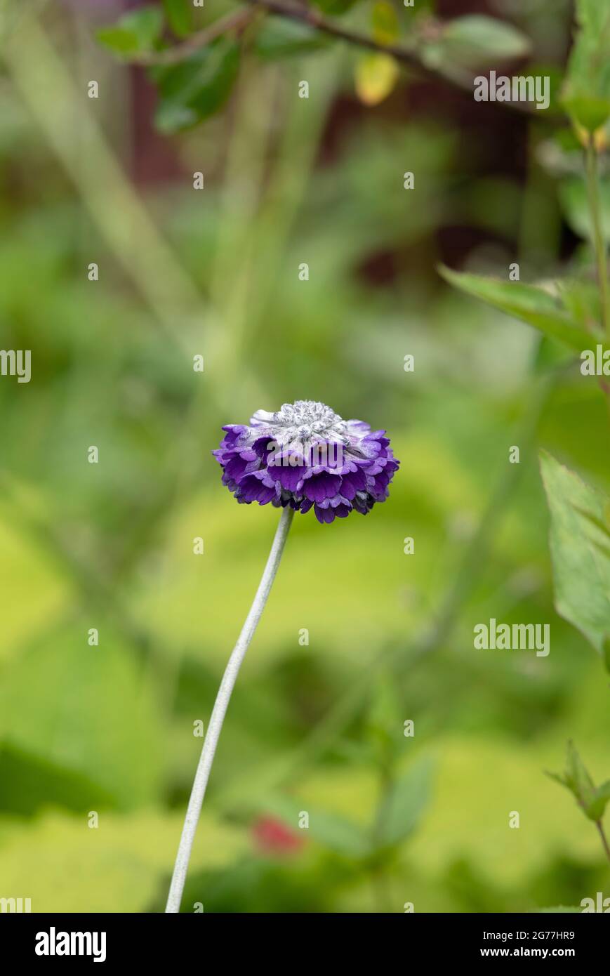 Primula Capitata. Himalaya-Primrose mit rundem Kopf Stockfoto