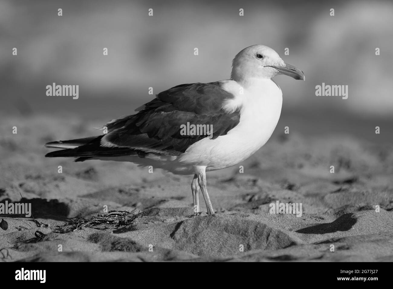 Kalifornische Möwen suchen an den Ufern des Huntington Beach in Südkalifornien nach Nahrung und Sicherheit. Stockfoto