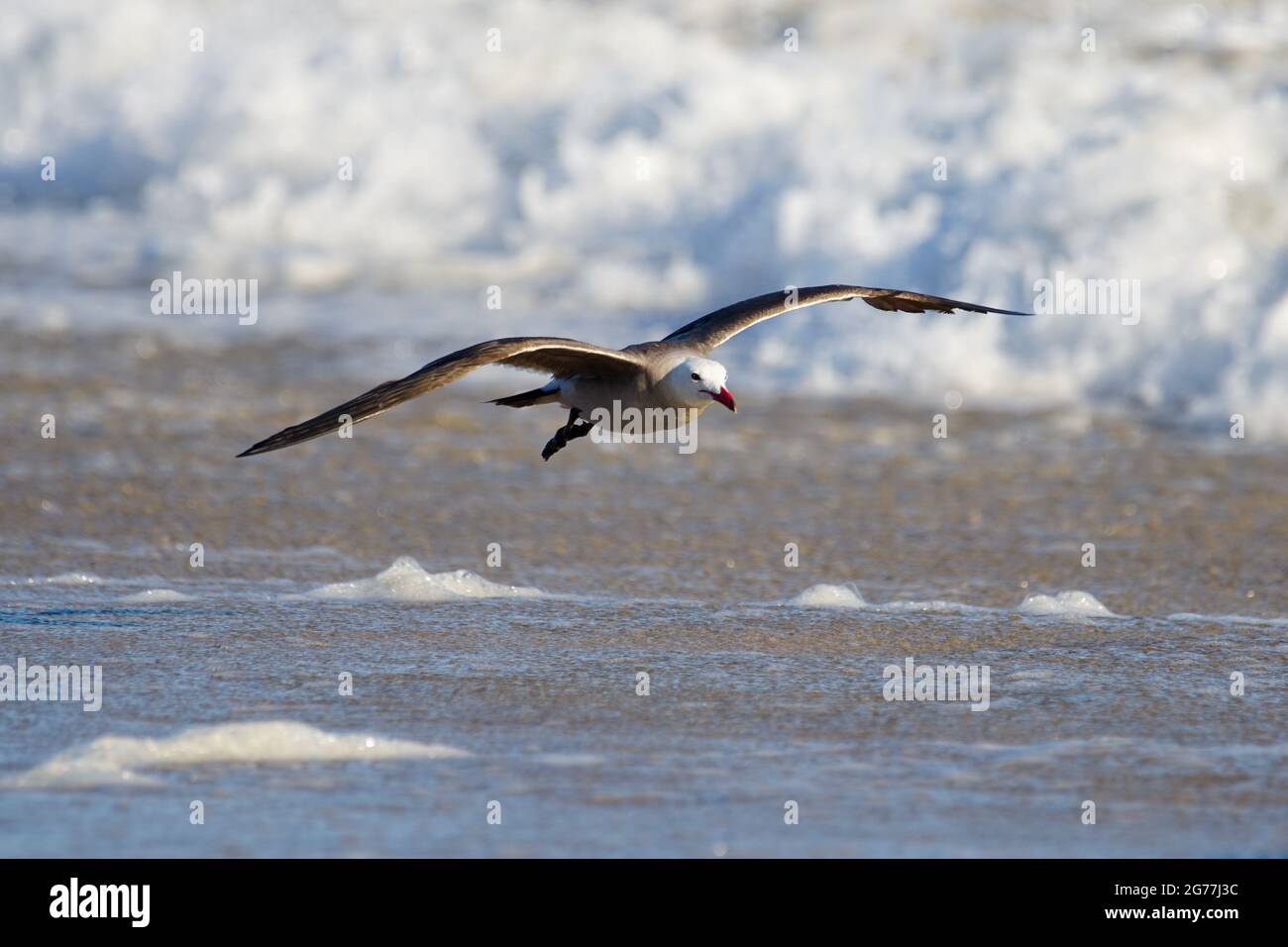 Kalifornische Möwen suchen an den Ufern des Huntington Beach in Südkalifornien nach Nahrung und Sicherheit. Stockfoto