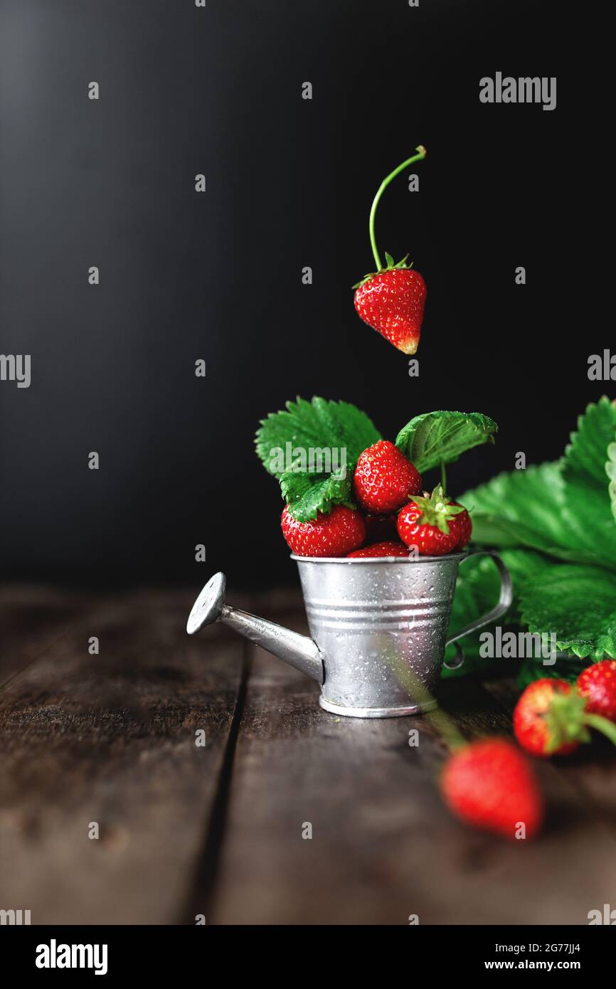 Frische, nasse, süße Erdbeeren schweben in der Gießkannen auf Holzhintergrundtisch, schwarze Wand, grüne Blätter, Wassertropfen. Frische, Sommerkonzept w Stockfoto