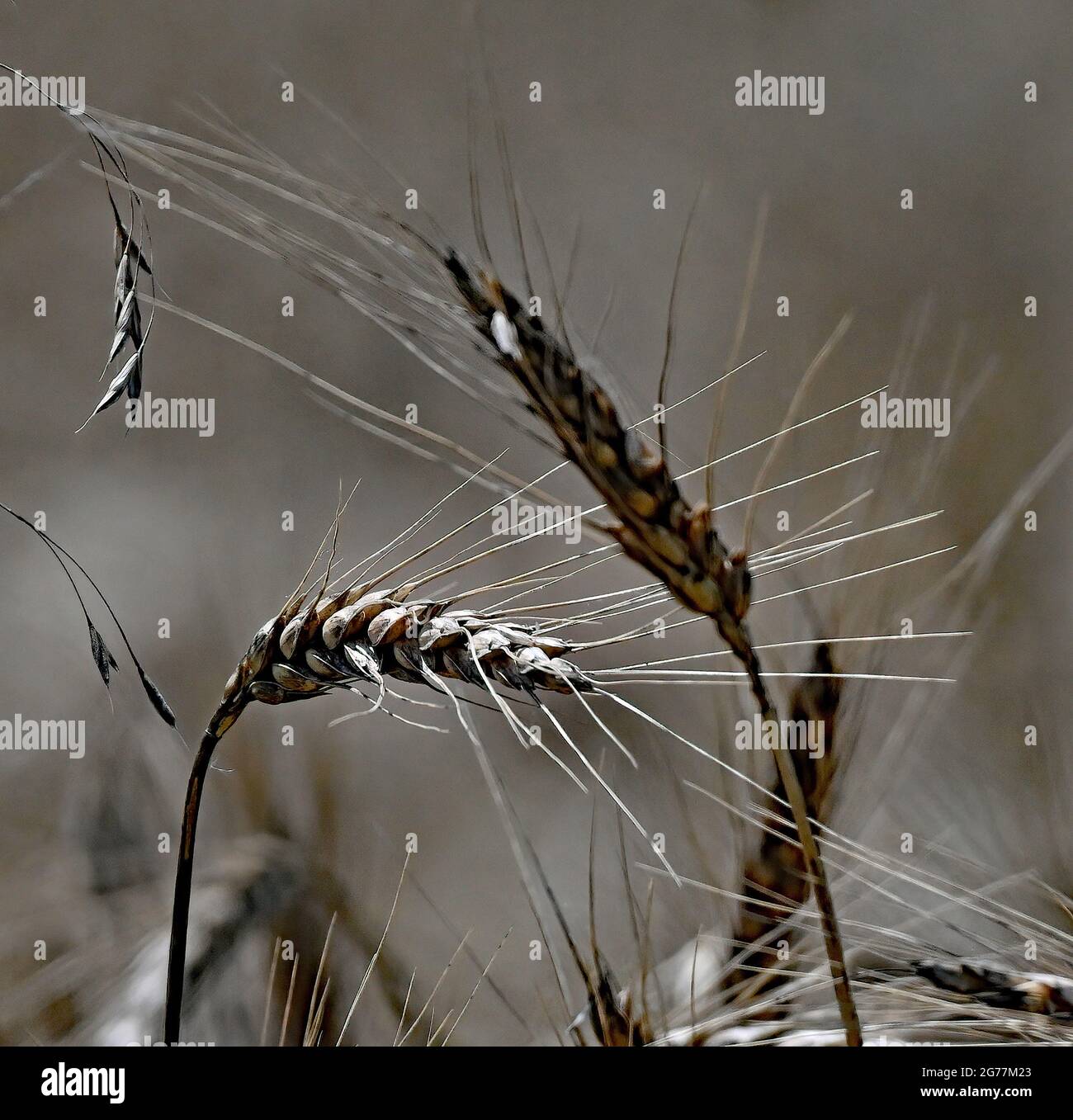 Feld von 20 Hektar harten roten Winterweizen (Triticum aestivum) trocknet in der Sonne bereit, später am Tag geschnitten werden Kredit: Mark Reinstein / MediaPunch Stockfoto